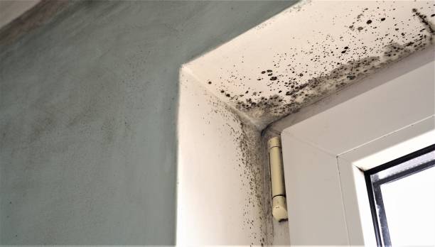 Best Crawl Space Mold Remediation  in Bardstown, KY