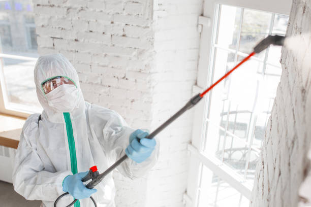 Best Basement Mold Removal  in Bardstown, KY