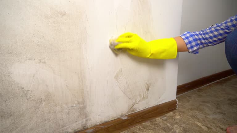 Best Mold Prevention Services  in Bardstown, KY