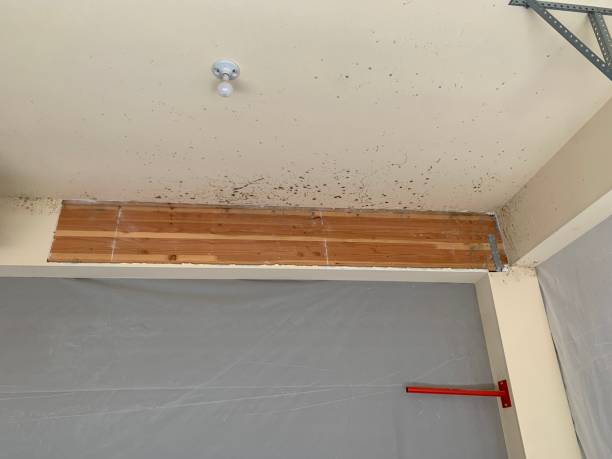 Best Asbestos and Lead Testing During Mold Inspection  in Bardstown, KY