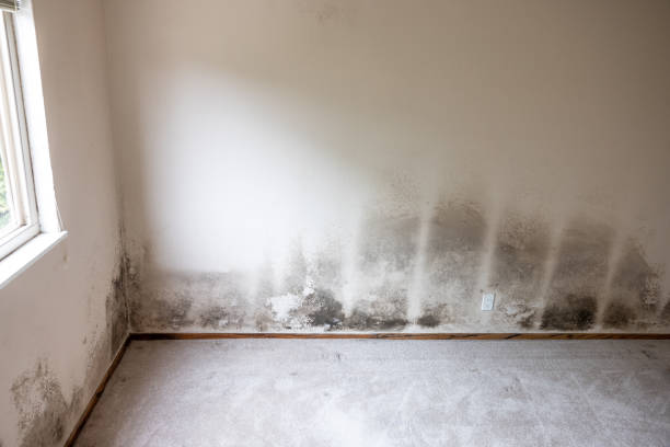 Bardstown, KY Mold Removal Company