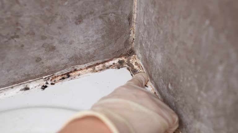 Best Water Damage & Mold Remediation  in Bardstown, KY